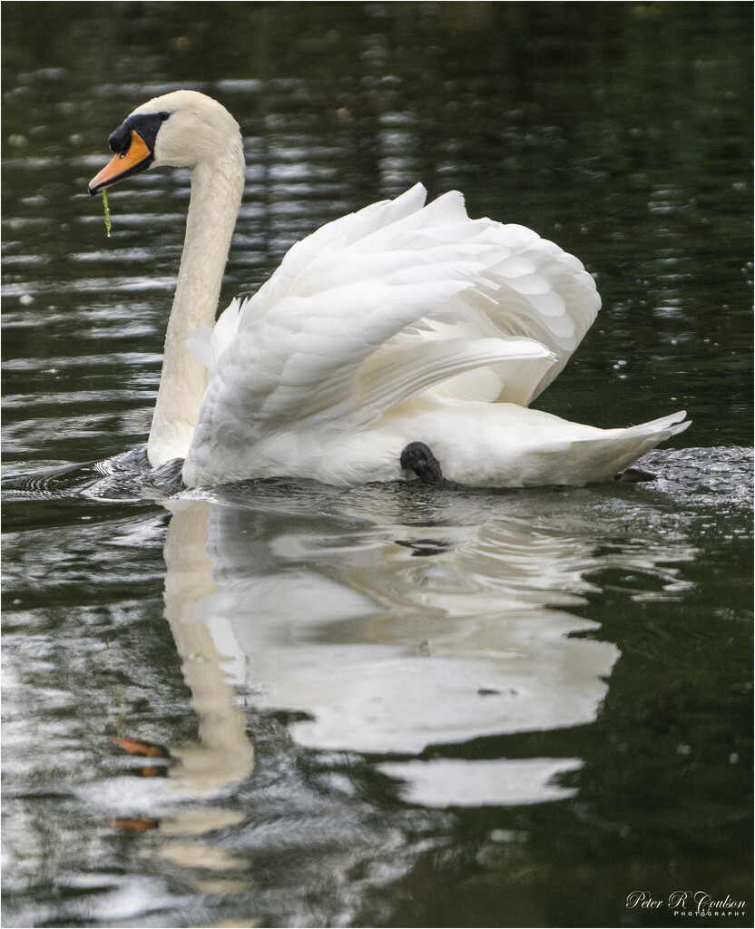 Majestic Swan by pcoulson