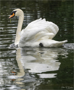 19th Sep 2022 - Majestic Swan