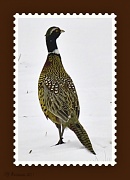 29th Jan 2011 - Pheasant