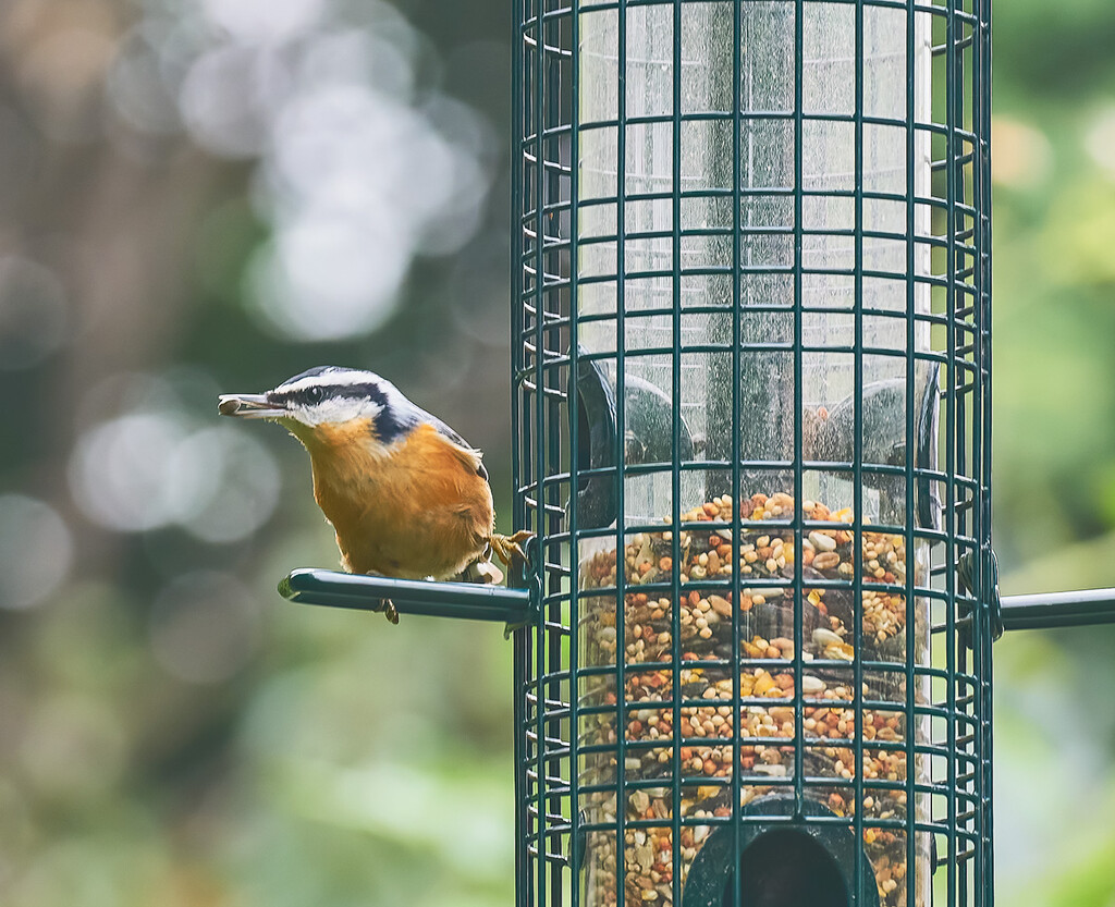 Nuthatch and Seed by gardencat