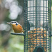 Nuthatch and Seed