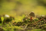 18th Sep 2022 - Tiny little mushroom