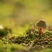 Tiny little mushroom