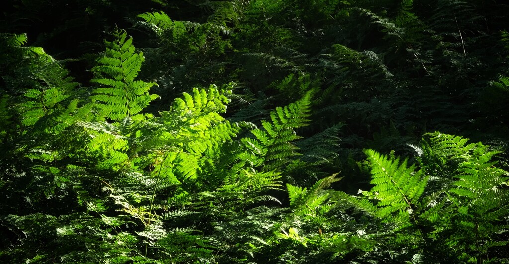 Forest Ferns by helenhall