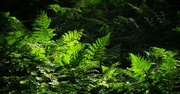 18th Sep 2022 - Forest Ferns