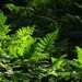 Forest Ferns
