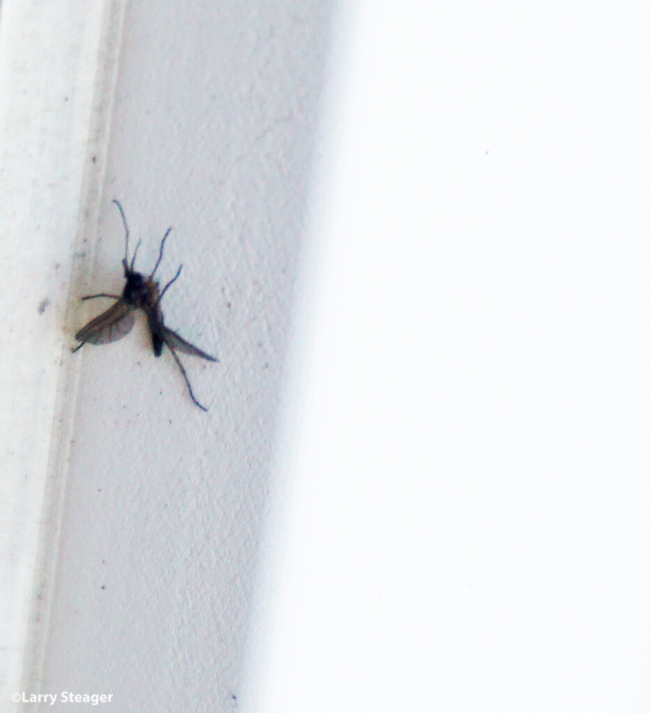 Mosquito on the wall by larrysphotos