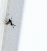 19th Sep 2022 - Mosquito on the wall