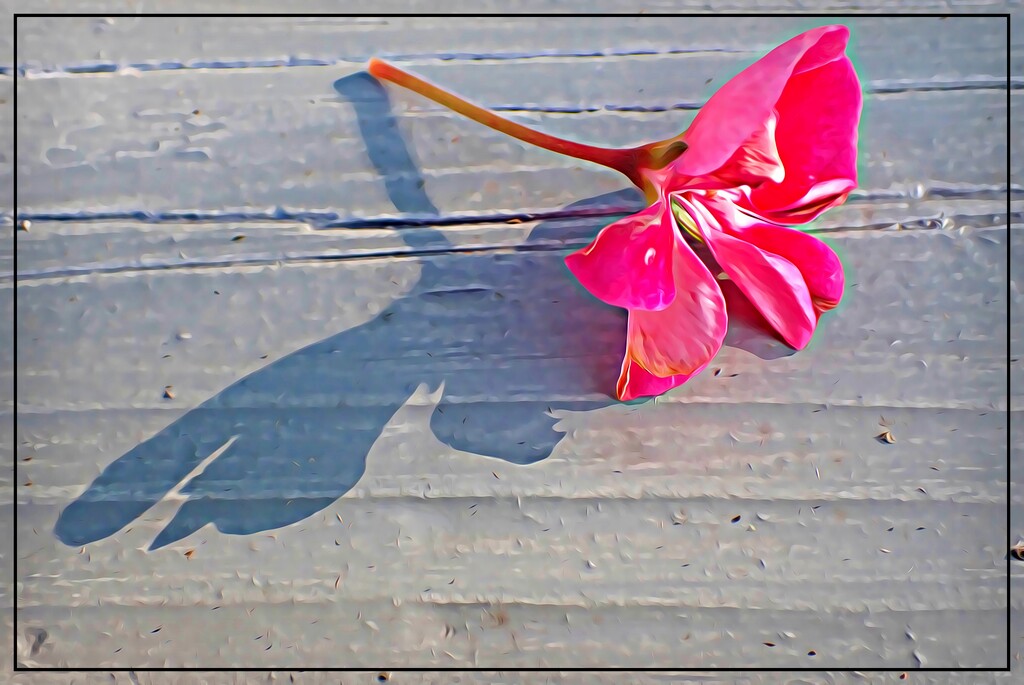 Shadowed Petals by olivetreeann