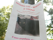 19th Sep 2022 - Missing Cat Poster 