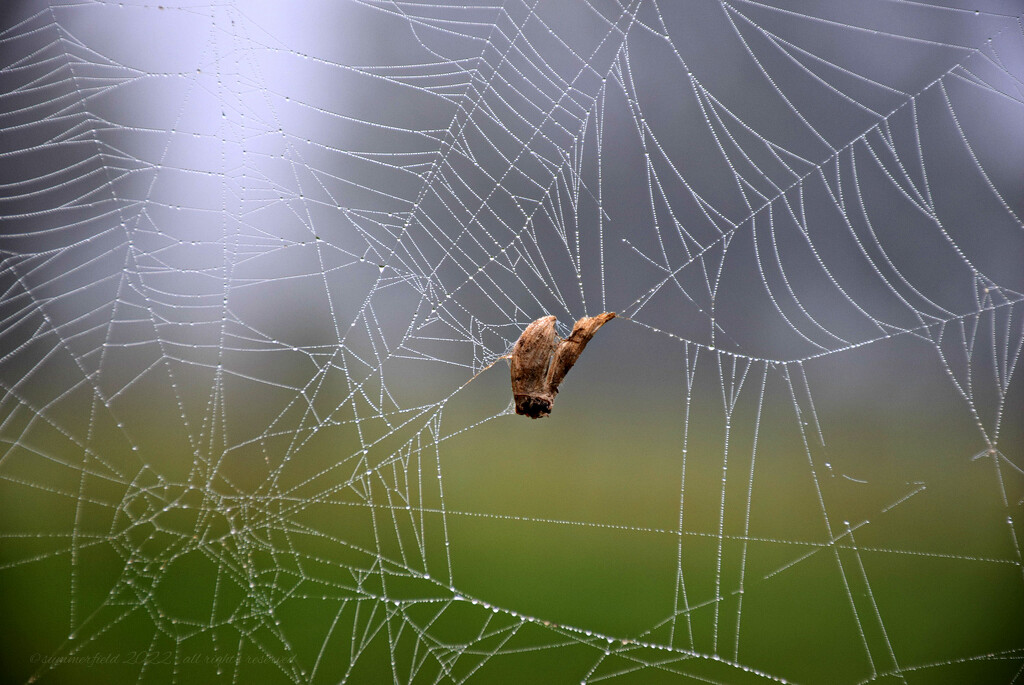 caught in a web, literally by summerfield