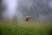 19th Sep 2022 - caught in a web, literally