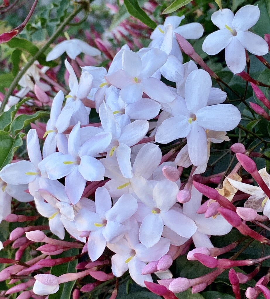 Fragrant jasmine by deidre