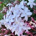 Fragrant jasmine by deidre