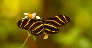 19th Sep 2022 - Zebra Longwing Butterfly!