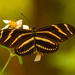 Zebra Longwing Butterfly!