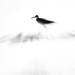 Fly birdy,fly  by joemuli