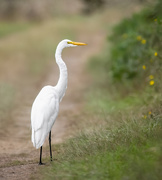 19th Sep 2022 - Great Egret