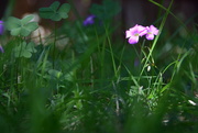 19th Sep 2022 - Backyard Weed Flower