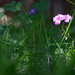 Backyard Weed Flower by matsaleh
