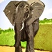 Elephant painting 