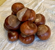 19th Sep 2022 - Conkers