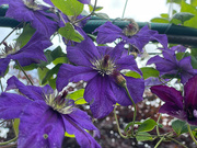 18th Sep 2022 - Clematis