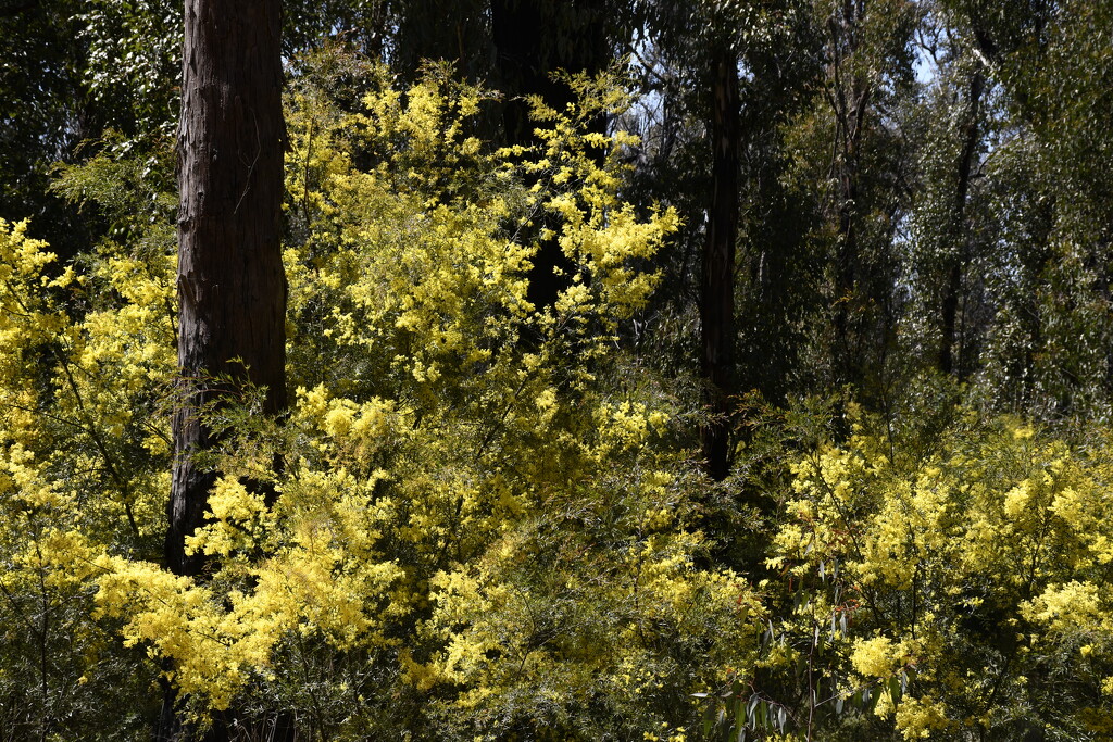 Wattle along our pathway through the  bush by mirroroflife
