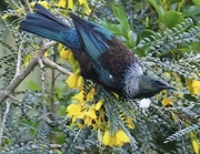 3rd Sep 2022 - Tui in the Kowhai tree