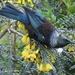 Tui in the Kowhai tree by Dawn