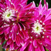 Dahlias, continued... by seattlite