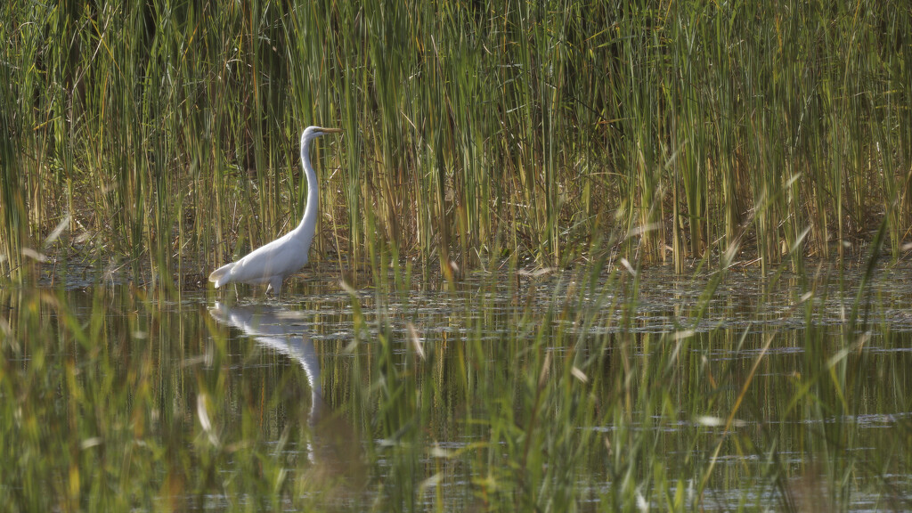 great egret by rminer