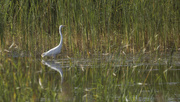 20th Sep 2022 - great egret