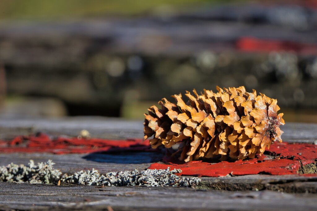 Fir cone  by okvalle