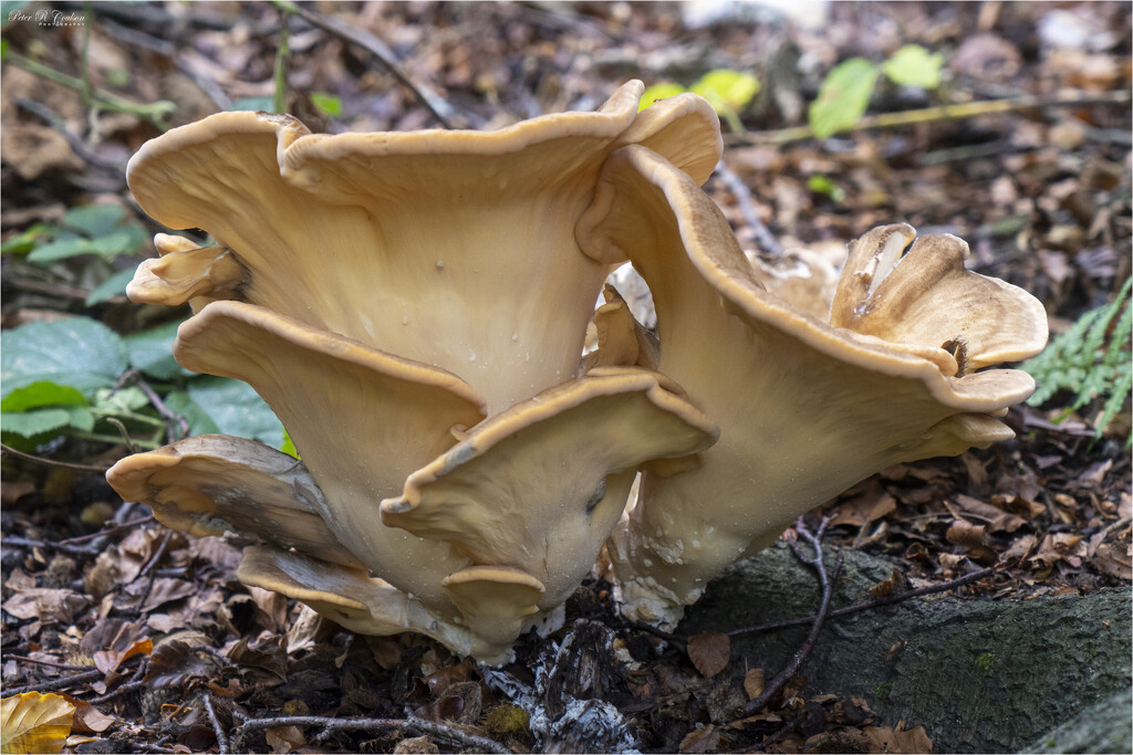 Giant Polypore Fungus by pcoulson