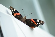 20th Sep 2022 - Red Admiral on the window.......