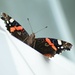 Red Admiral on the window....... by ziggy77
