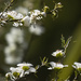 White Leptospermum by koalagardens