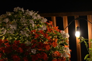 19th Sep 2022 - Night time Impatiens