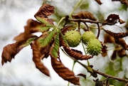 20th Sep 2022 - Horse Chestnuts 