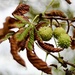 Horse Chestnuts 