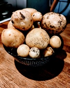 20th Sep 2022 - Potatoes from the garden 