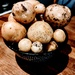 Potatoes from the garden  by boxplayer