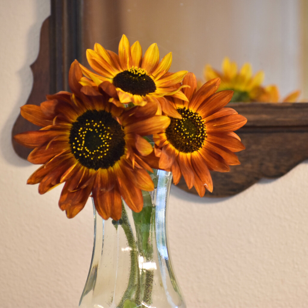 My Favorite Sunflowers  by bjywamer
