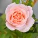 On My Favorite Rosebush... by bjywamer