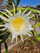 15th Sep 2022 - Cactus Bloom