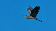 20th Sep 2022 - 262-365 Heron in flight