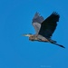 262-365 Heron in flight by slaabs