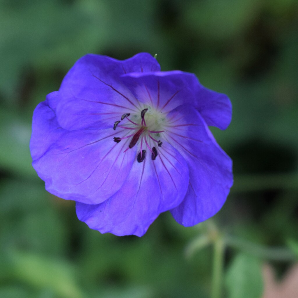 Johnson's Blue Hardy Geranium by sandlily