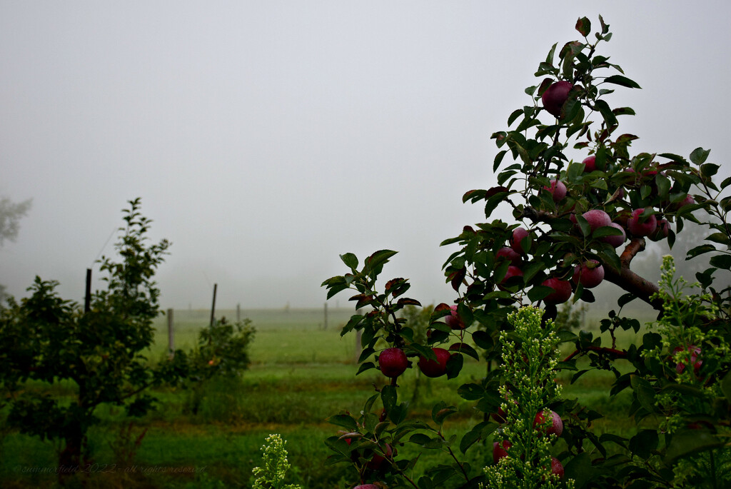 misty orchard by summerfield